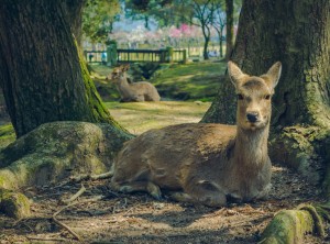 Caprioare in Nara, Japonia